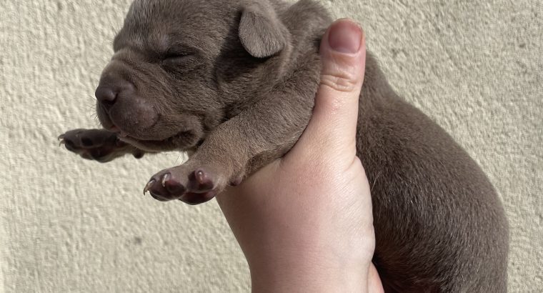 Xl bully pups