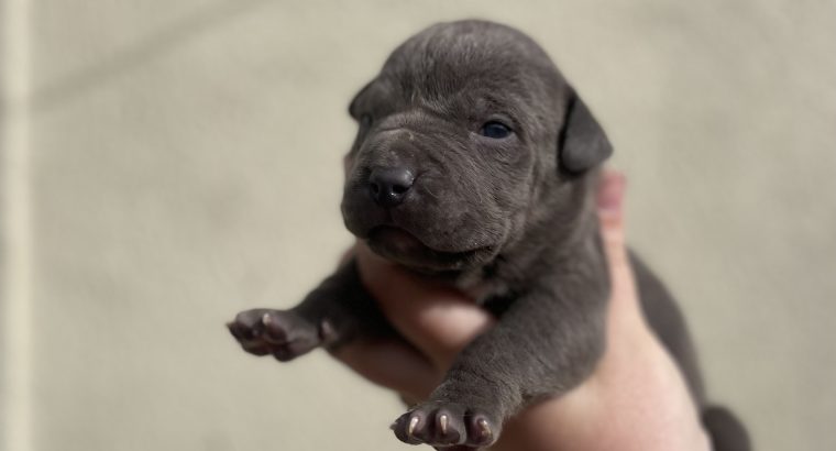 Xl bully pups