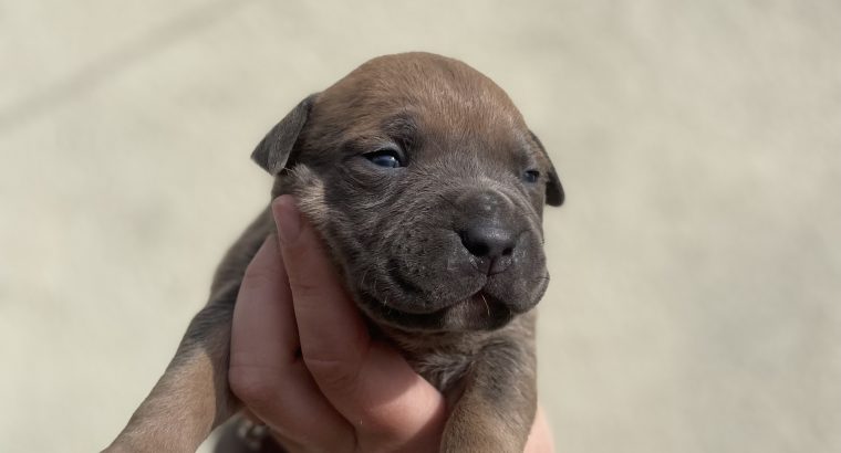 Xl bully pups