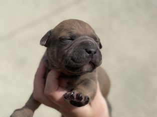 Xl bully pups