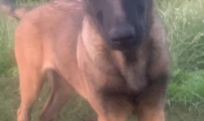 Belgian malinois x German shepherd dog