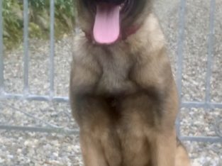 Belgian malinois x German shepherd dog