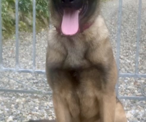 Belgian malinois x German shepherd dog