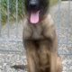 Belgian malinois x German shepherd dog