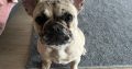 Female French bulldog