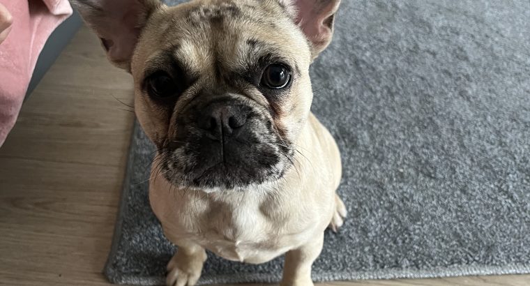 Female French bulldog