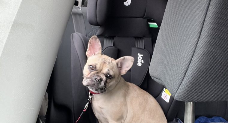 Female French bulldog