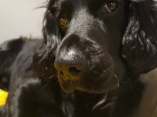 Sprocket spaniel free to good home