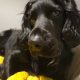 Sprocket spaniel free to good home