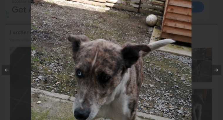 Lurcher collie