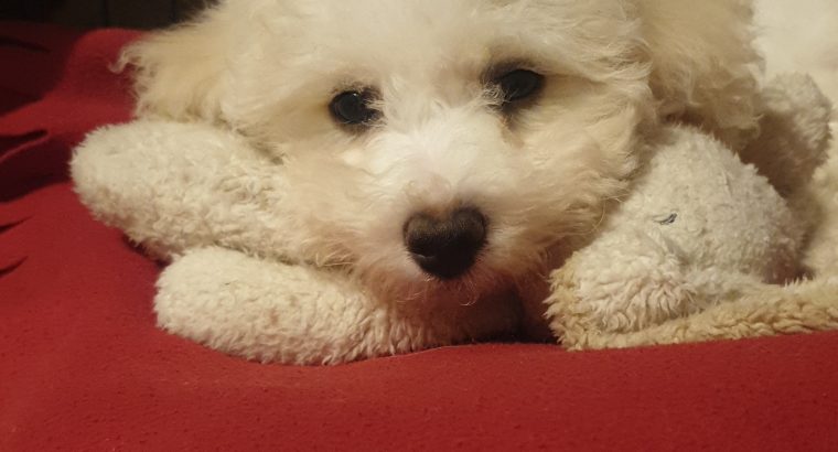 Bichon Frise