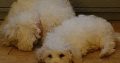 Bichon Frise