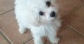 Bichon Frise