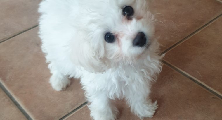 Bichon Frise