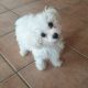 Bichon Frise