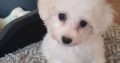 Bichon Frise