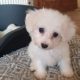 Bichon Frise