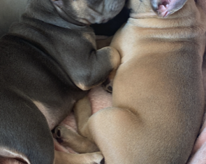 2 lovely female frenchies 15 weeks old