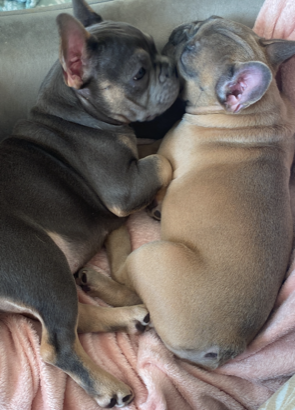 2 lovely female frenchies 15 weeks old