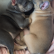 2 lovely female frenchies 15 weeks old