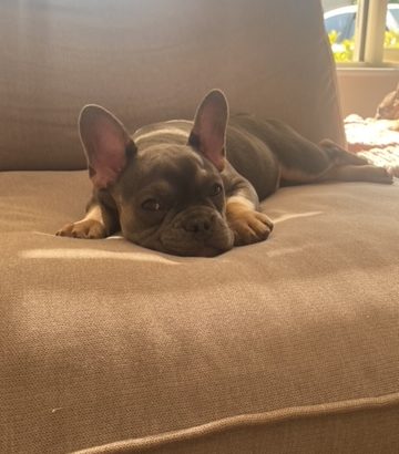 2 lovely female frenchies 15 weeks old