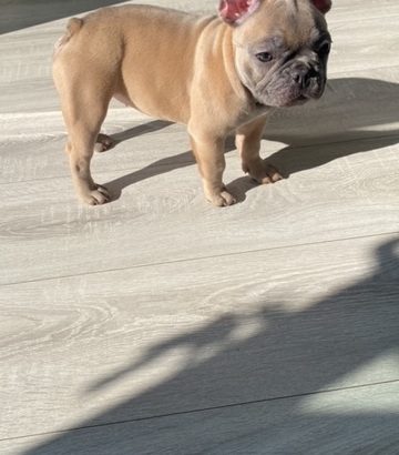 2 lovely female frenchies 15 weeks old