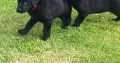 Gorgeous German Shepherd/ Chocolate Lab x