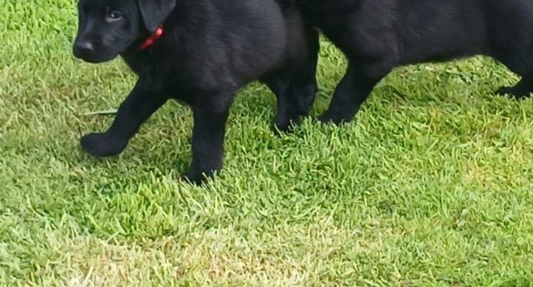 Gorgeous German Shepherd/ Chocolate Lab x