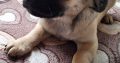 Adorable Pug X Terrier puppies for sale!