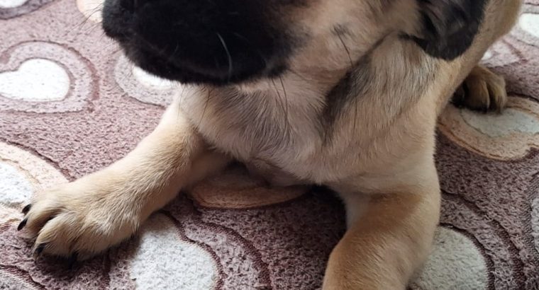 Adorable Pug X Terrier puppies for sale!