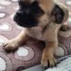 Adorable Pug X Terrier puppies for sale!