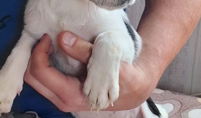 Adorable Pug X Terrier puppies for sale!