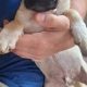 Adorable Pug X Terrier puppies for sale!