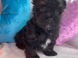 Pedigree Yorkshire terrier black and Biewer