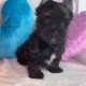 Pedigree Yorkshire terrier black and Biewer