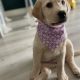 Golden labrador for sale