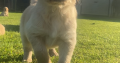 Golden retriever puppies