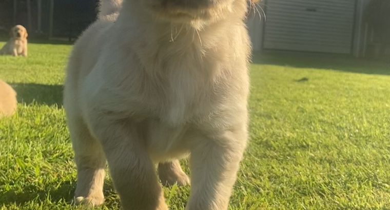 Golden retriever puppies