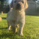 Golden retriever puppies