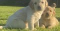 Golden retriever puppies