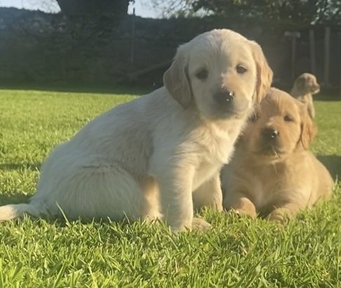 Golden retriever puppies