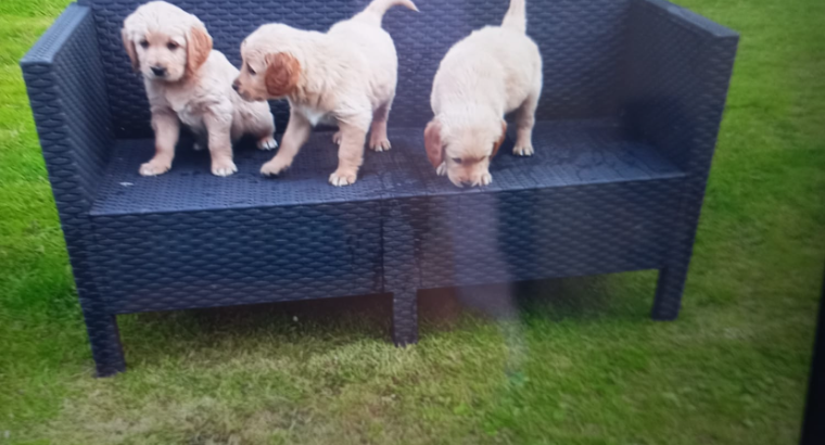 Golden retriever puppies