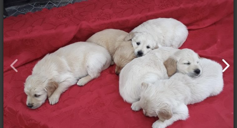 Golden retriever puppies