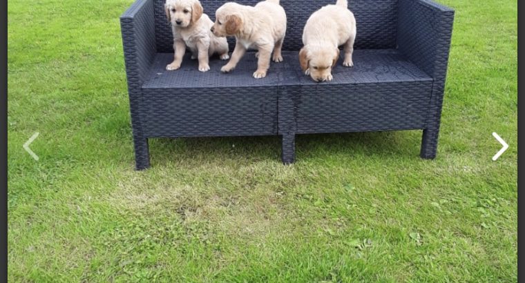 Golden retriever puppies