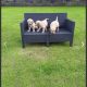 Golden retriever puppies