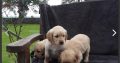 Golden retriever puppies