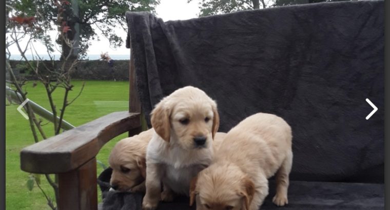 Golden retriever puppies