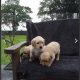 Golden retriever puppies