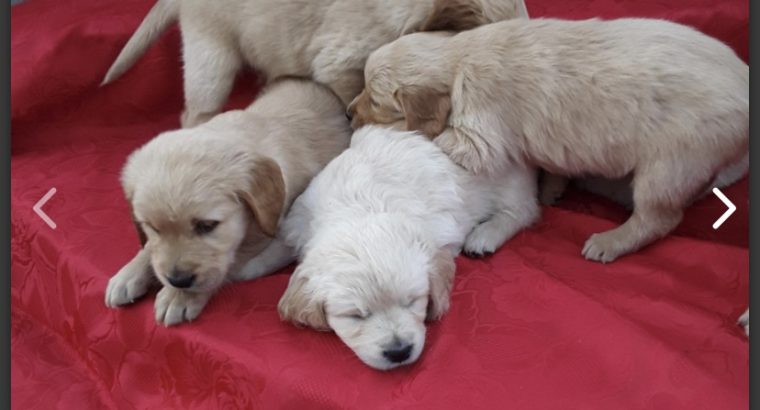 Golden retriever puppies