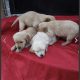 Golden retriever puppies